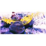 Arpad Kisusti Plum Palinka
