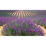 Lavender Flower Tea